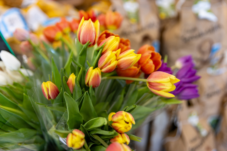 Blumen Blumen